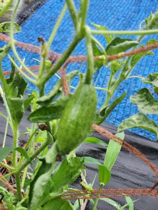 김영옥님의 기타작물 · 영농일지 작성글 사진