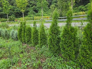 강호지인님의 기타작물 · 영농일지 작성글 사진