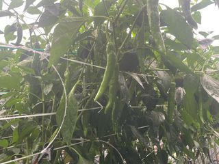 호동댁님의 고추 · 영농일지 작성글 사진