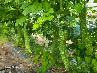 공주유구 구계박만호님의 기타작물 · 영농일지 작성글 사진