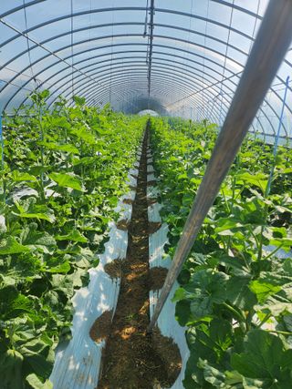 김저팔계님의 기타작물 · 영농일지 작성글 사진