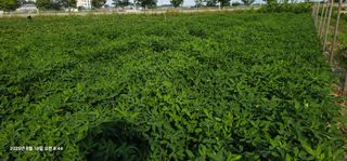 이장호님의 옥수수 · 영농일지 작성글 사진