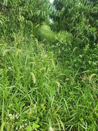 박병한님의 자두 · 영농일지 작성글 사진