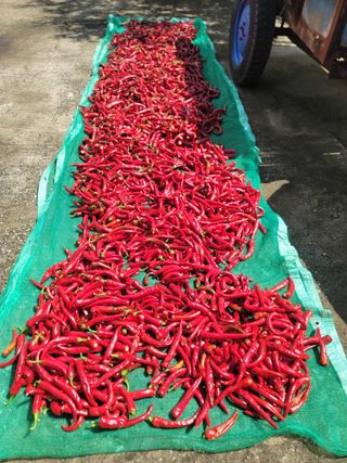 윤병주님의 고추 · 영농일지 작성글 사진