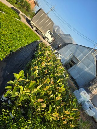 두릅나무15847님의 기타작물 · 영농일지 작성글 사진