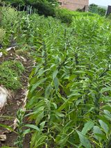 팜모닝 참깨·영농일지 게시글 이미지