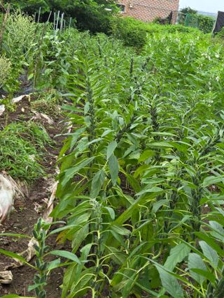 오현백님의 참깨 · 영농일지 작성글 사진