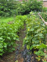 팜모닝 기타작물·영농일지 게시글 이미지