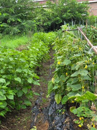오현백님의 기타작물 · 영농일지 작성글 사진