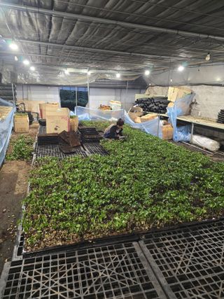 두릅나무15847님의 기타작물 · 영농일지 작성글 사진