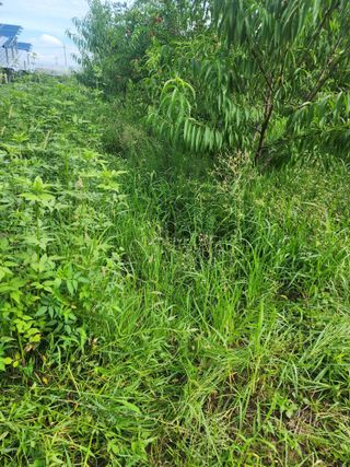 박병한님의 자두 · 영농일지 작성글 사진