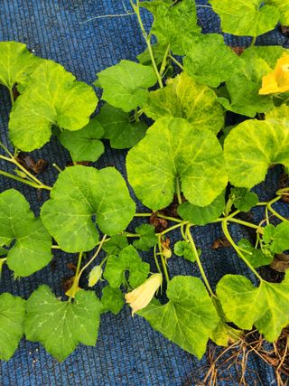 김영옥님의 기타작물 · 영농일지 작성글 사진