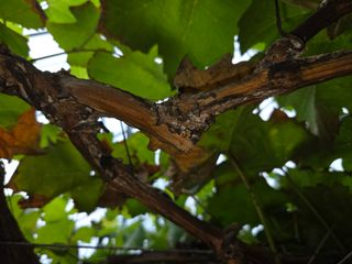 이만근님의 포도 · 영농일지 작성글 사진