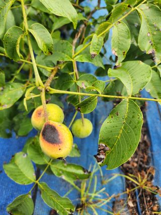 김영옥님의 기타작물 · 영농일지 작성글 사진