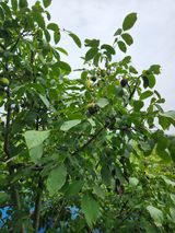 팜모닝 기타작물·영농일지 게시글 이미지