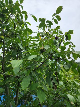 김영옥님의 기타작물 · 영농일지 작성글 사진