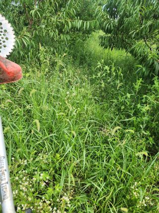 박병한님의 자두 · 영농일지 작성글 사진