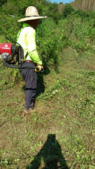이순기님의 고추 · 영농일지 작성글 사진