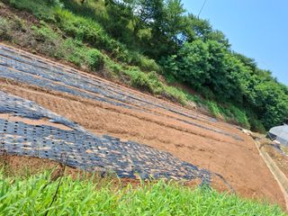 결단이님의 파 · 영농일지 작성글 사진