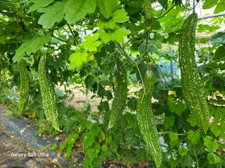공주유구 구계박만호님의 기타작물 · 영농일지 작성글 사진