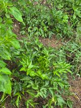 팜모닝 기타작물·영농일지 게시글 이미지