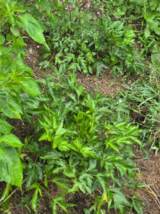 오현백님의 기타작물 · 영농일지 작성글 사진