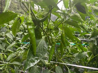 호동댁님의 고추 · 영농일지 작성글 사진