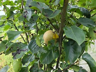 강호지인님의 기타작물 · 영농일지 작성글 사진