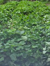 팜모닝 참깨·영농일지 게시글 이미지