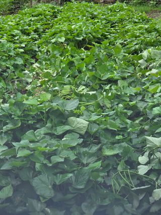 오현백님의 참깨 · 영농일지 작성글 사진