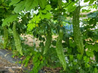 공주유구 구계박만호님의 기타작물 · 영농일지 작성글 사진