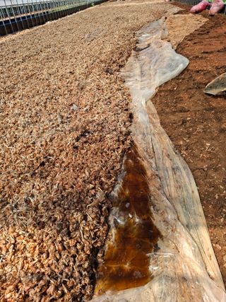 결단이님의 파 · 영농일지 작성글 사진