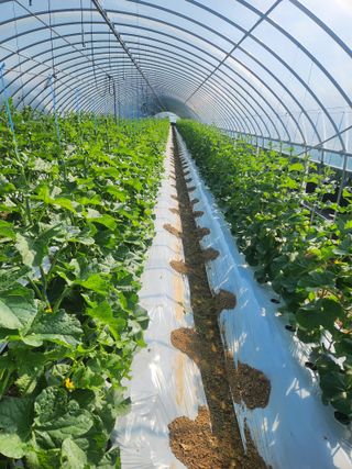 김저팔계님의 기타작물 · 영농일지 작성글 사진