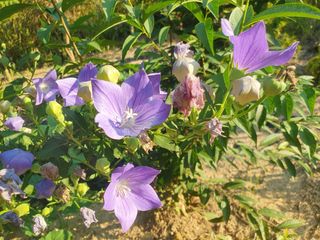 아침농원님의 기타작물 · 영농일지 작성글 사진