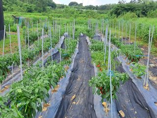 하중규(고추 재배)님의 고추 · 영농일지 작성글 사진
