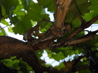 이만근님의 포도 · 영농일지 작성글 사진