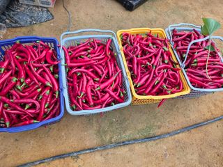 장호덕님의 기타작물 · 영농일지 작성글 사진