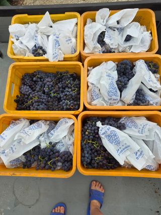 캠벨 🍇님의 기타작물 · 영농일지 작성글 사진