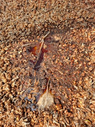 결단이님의 파 · 영농일지 작성글 사진