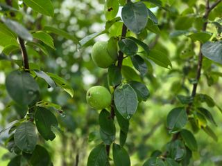 강호지인님의 기타작물 · 영농일지 작성글 사진