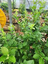 팜모닝 블루베리·영농일지 게시글 이미지