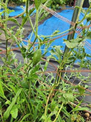 김영옥님의 기타작물 · 영농일지 작성글 사진