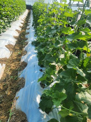 김저팔계님의 기타작물 · 영농일지 작성글 사진