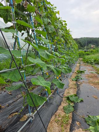 김윤회님의 오이 · 영농일지 작성글 사진