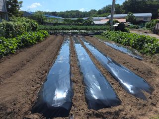 농부(홍)님의 참깨 · 영농일지 작성글 사진