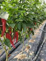 팜모닝 고추·영농일지 게시글 이미지