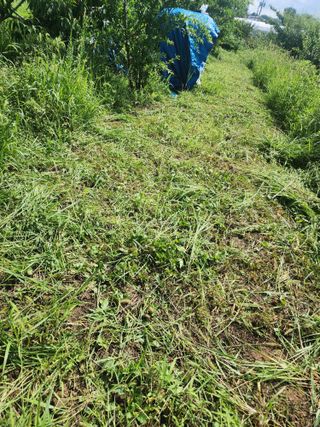 박병한님의 자두 · 영농일지 작성글 사진