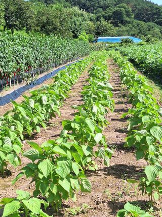 정도영님의 기타작물 · 영농일지 작성글 사진