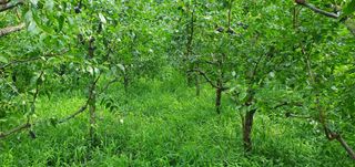 반성식님의 벼 · 영농일지 작성글 사진