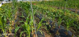 이장호님의 옥수수 · 영농일지 작성글 사진